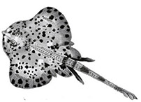 rajella fillae_clasf.jpg